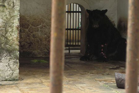 kbs beruang, kebun binatang surabaya